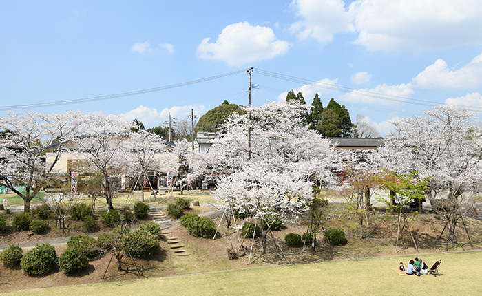 曽木の滝公園 桜