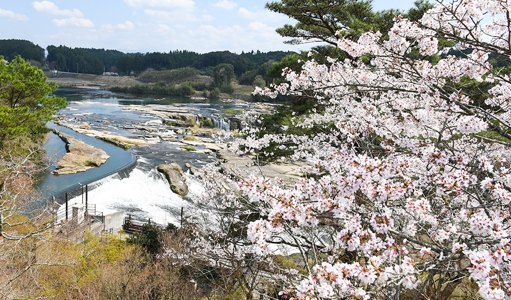 桜と曽木の滝
