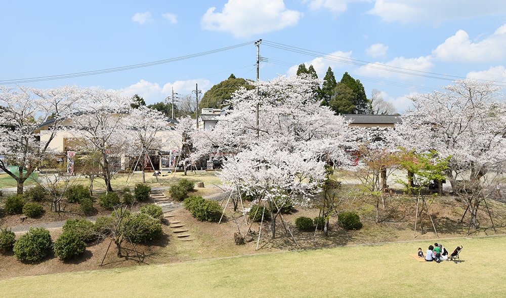 曽木の滝公園の桜