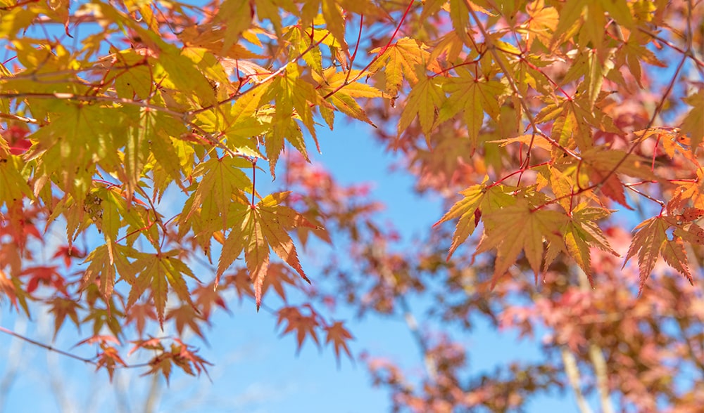 曽木の滝 紅葉3