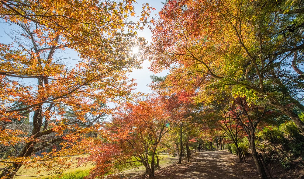 曽木の滝 紅葉3
